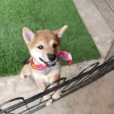 豆柴