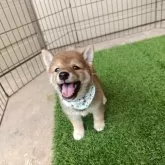 豆柴