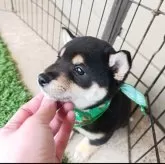 豆柴【熊本県・男の子・2025年1月17日・黒色】の写真3「横顔もとても綺麗です。よく慣れていてこちらに寄って来てくれます!」