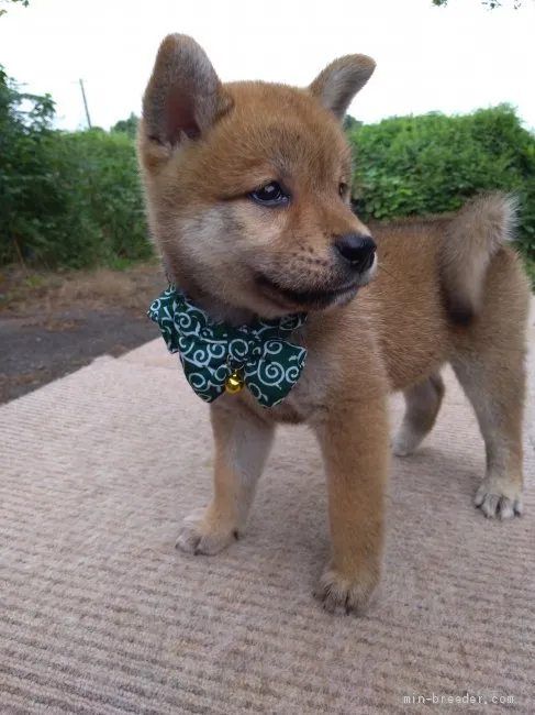 ID:1910-00124の子犬
