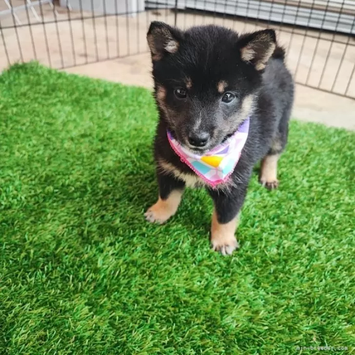ID:2404-02632の子犬