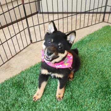 柴犬(豆柴)【熊本県・女の子・2024年2月4日・黒色】の写真「性格が穏やかで小さい」