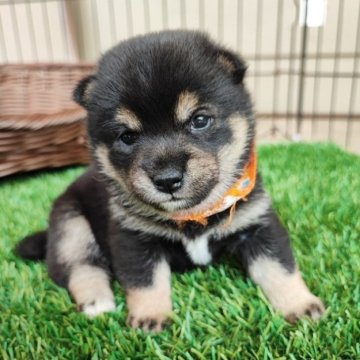 柴犬(豆柴)【熊本県・女の子・2024年5月11日・黒色】の写真「人気の黒色の豆柴子犬です」