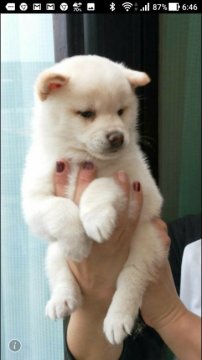 柴犬(豆柴)【熊本県・男の子・2019年3月12日・白色】の写真「完成度高い白色豆柴です。」