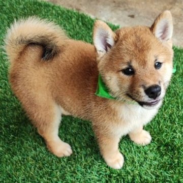 柴犬(豆柴)【熊本県・男の子・2024年5月20日・赤色】の写真「豆柴を誰もが家庭に向かえる価格にしました。」