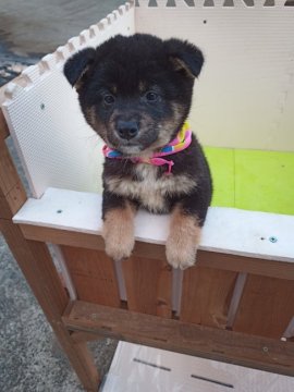 柴犬(豆柴)【熊本県・男の子・2020年11月24日・黒色】の写真「🉐買得　愛嬌ﾌﾘﾌﾘ　」