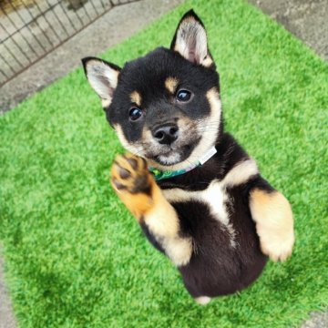 柴犬(豆柴)【熊本県・男の子・2023年12月17日・黒色】の写真「豆柴黒色　おっとりした性格」