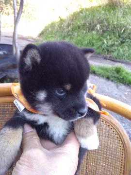 柴犬(豆柴)【熊本県・男の子・2019年1月10日・黒色】の写真「凛々しい 男の子です🐶🎶」