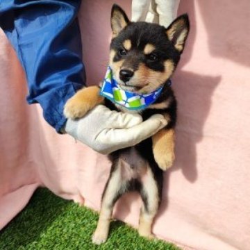 柴犬(豆柴)【熊本県・男の子・2023年9月26日・黒色】の写真「マロも大きく　愛嬌有ります。」