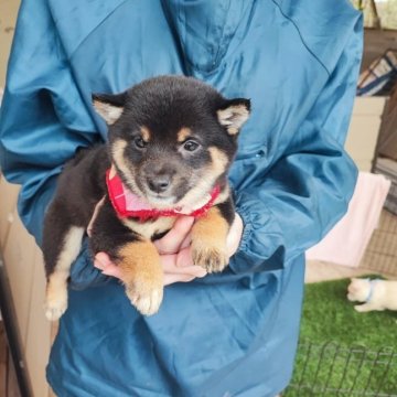 柴犬(豆柴)【熊本県・女の子・2024年2月15日・白色】の写真「兄弟の中でも　一回り小さい豆柴ですよ」