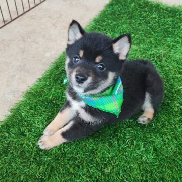 柴犬(豆柴)【熊本県・男の子・2024年1月6日・黒色】の写真「小さくて　可愛いい男子」