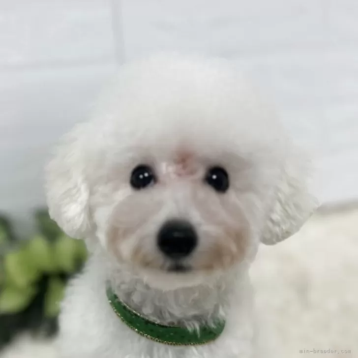 タイニープードル【大阪府・男の子・2025年5月10日・ホワイト】の写真1「ボール大好き💕人懐っこい子です。」