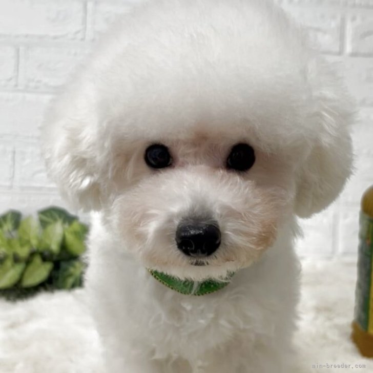 ブリーダー画像