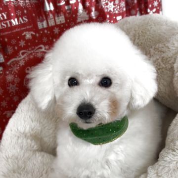 タイニープードル【大阪府・男の子・2025年5月10日・ホワイト】の写真「わんぱくで
甘え上手です」