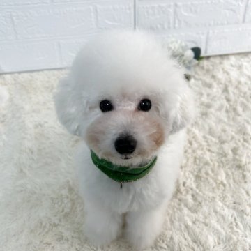 トイプードル(タイニー)【大阪府・男の子・2025年5月10日・ホワイト】の写真「わんぱくで
甘え上手です」