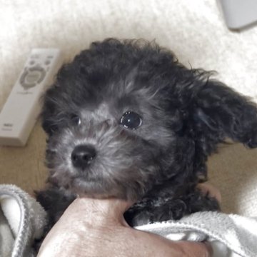 トイプードル(タイニー)【大阪府・女の子・2025年9月16日・シルバー】の写真「上品なプラチナシルバーになります。」