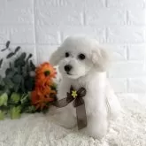 タイニープードル