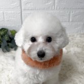 トイプードル(タイニー)