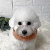 タイニープードル【大阪府・男の子・2025年5月10日・ホワイト】の写真1「人懐っこい性格で甘えたで　1700g」