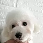 タイニープードル