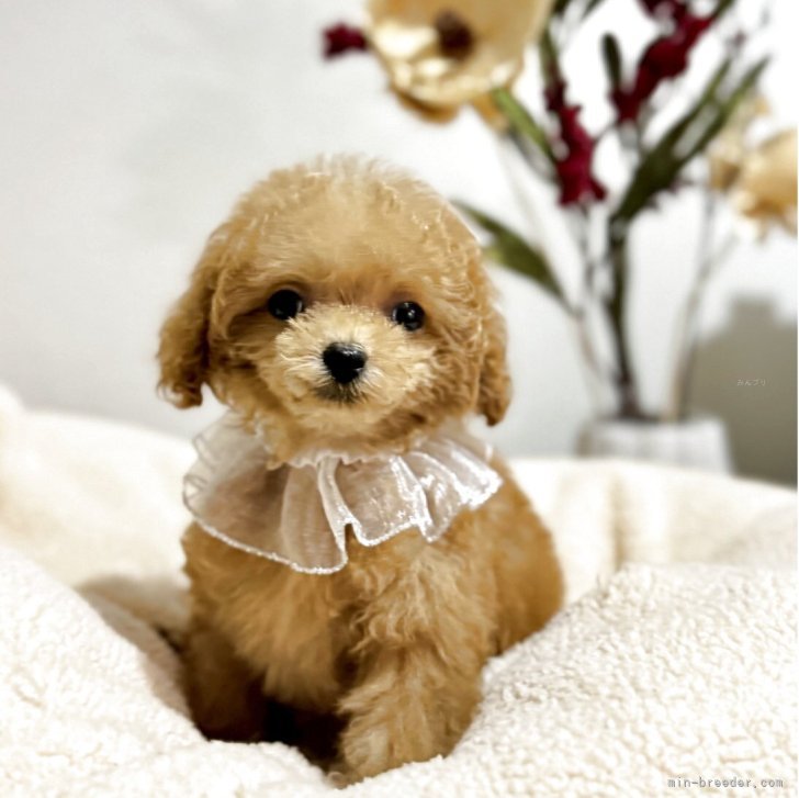 ブリーダー画像