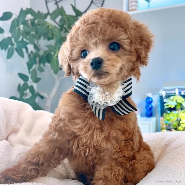 ID:2502-04135の子犬