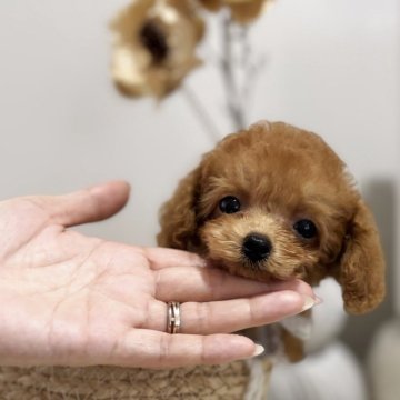 トイプードル(ティーカップ)【徳島県・男の子・2025年4月15日・レッドフォーン】の写真「小さめﾃｨｰｶｯﾌﾟ予想のﾌﾟﾚﾐｱﾑの男の子」