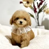 ティーカッププードル【徳島県・女の子・2025年9月5日・オレンジフォーン】の写真1