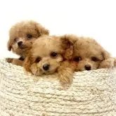 ティーカッププードル【徳島県・女の子・2025年9月5日・オレンジフォーン】の写真6