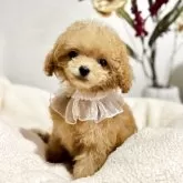 ティーカッププードル【徳島県・女の子・2025年9月5日・オレンジフォーン】の写真3