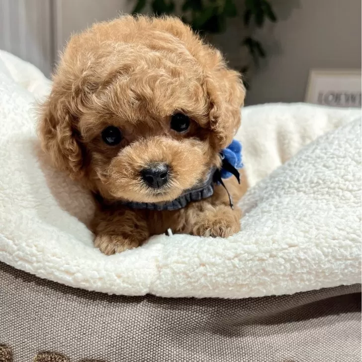 ID:2402-04952の子犬