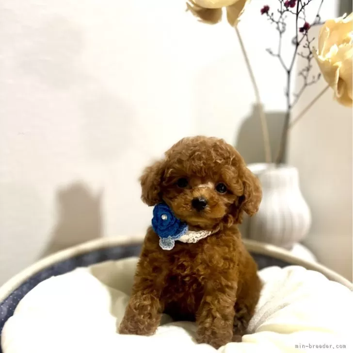 ID：2406-05022の子犬