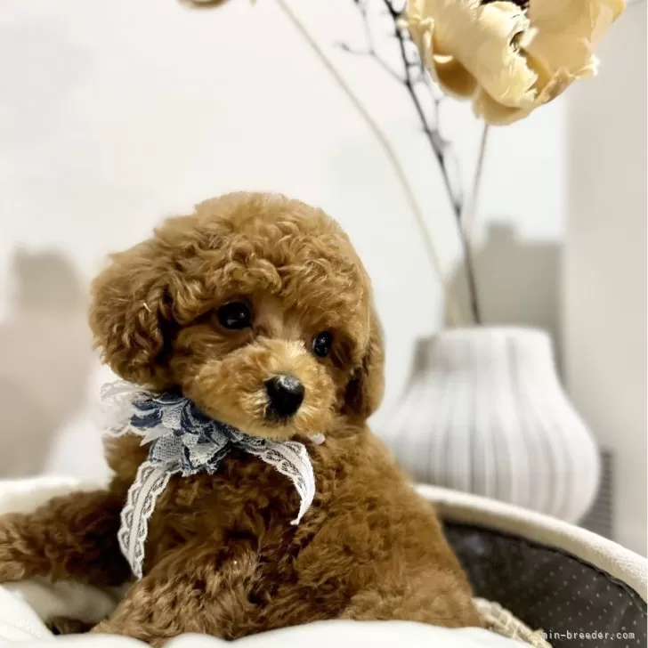 ID:2406-05020の子犬