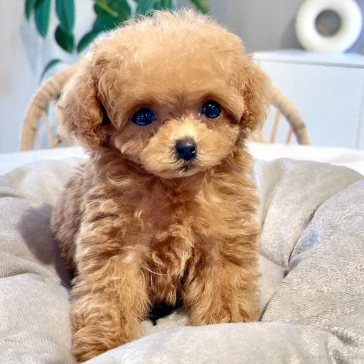 Y.T 様のお迎えした子犬