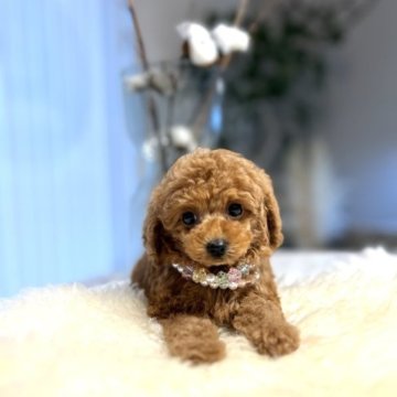 トイプードル(ティーカップ)【徳島県・女の子・2022年12月6日・レッド】の写真「毛量も色素もバッチリ♪優しいお顔の女の子です♡」