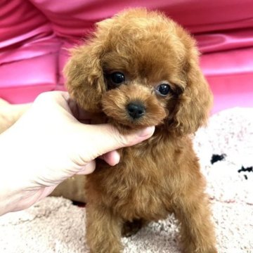 トイプードル(ティーカップ)【徳島県・女の子・2023年6月21日・アプリコット】の写真「小さくて可愛いお顔の女の子♡」