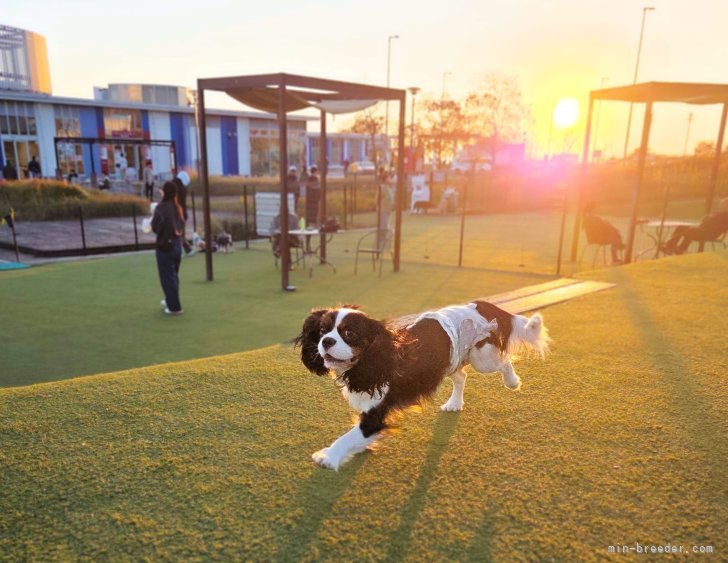 江口淳也ブリーダーのブログ：夕日に染まるドッグラン🌇