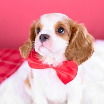 キャバリア【静岡県・男の子・2025年9月28日・ブレンハイム】の写真「落ち着いていて、遊びも人も大好き🐾クレカ決済可」