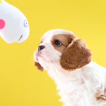 キャバリア【静岡県・男の子・2025年9月28日・ブレンハイム】の写真「人が大好きなので、家族の中心になってくれるタイプ」