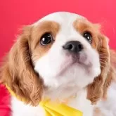 キャバリア【静岡県・男の子・2025年9月28日・ブレンハイム】の写真1