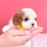 キャバリア【静岡県・男の子・2025年10月28日・ブレンハイム】の写真4