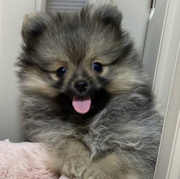 ポメラニアン【大阪府・男の子・2024年4月1日・オレンジセーブル】の写真「くまさんみたいな男の子♡
とっても懐こいです♡」