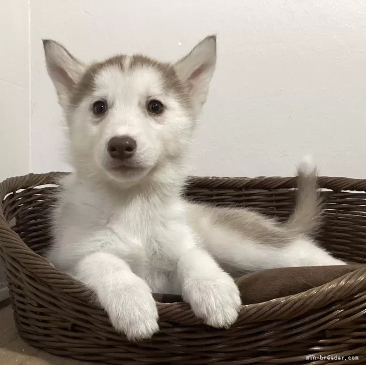ID:2412-00448の子犬