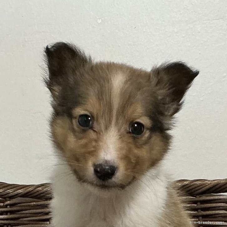 ブリーダー画像