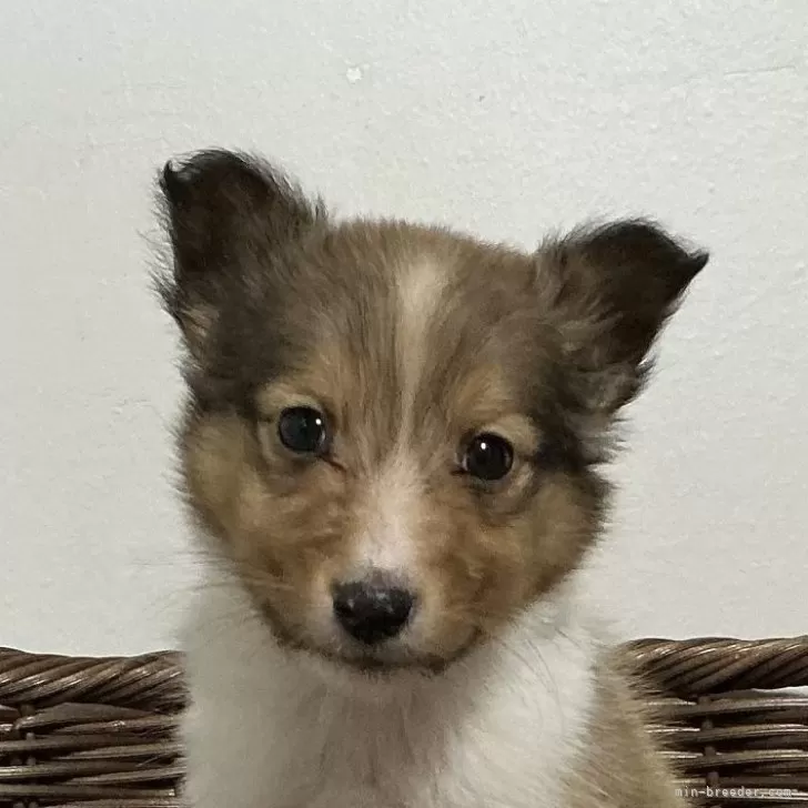 シェットランドシープドッグ【神奈川県・男の子・2025年10月6日・セーブル&amp;ホワイト】の写真1