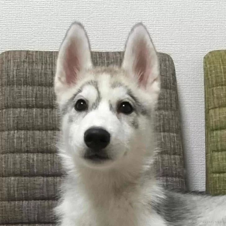 ID：2506-01629の子犬