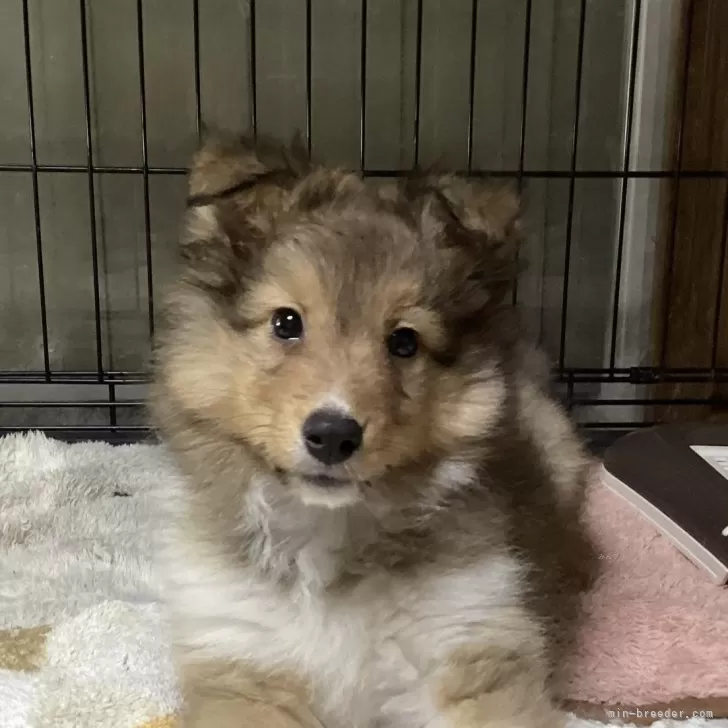 A.O 様のお迎えした子犬