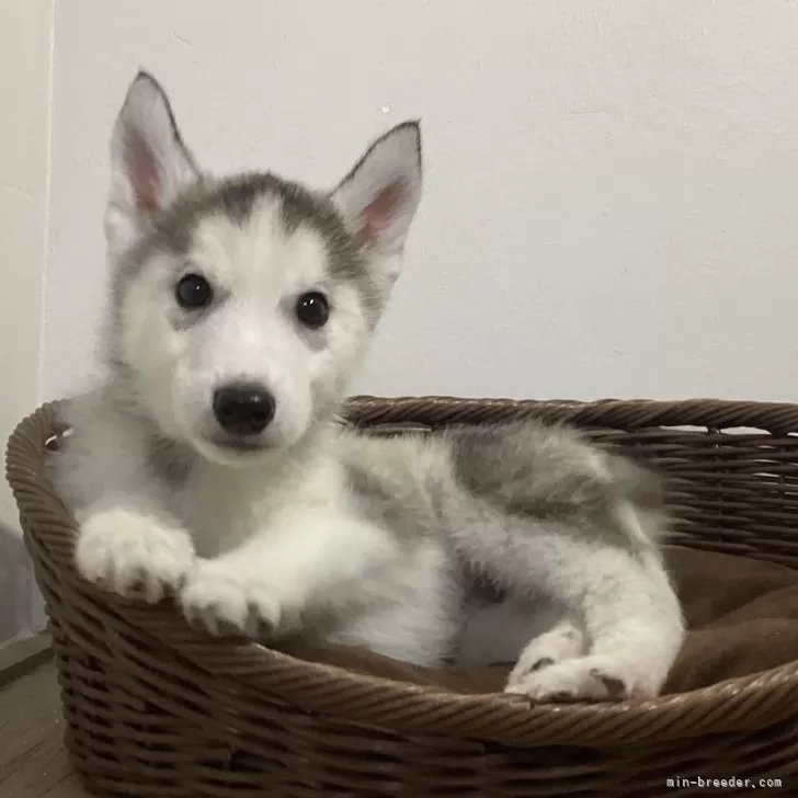 ID:2412-00454の子犬