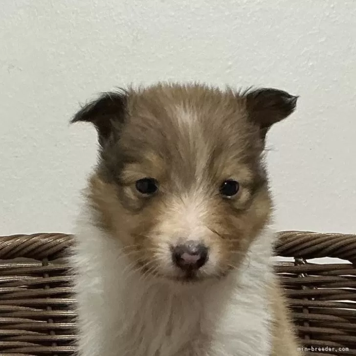 シェットランドシープドッグ【神奈川県・男の子・2025年10月6日・セーブル&amp;ホワイト】の写真1