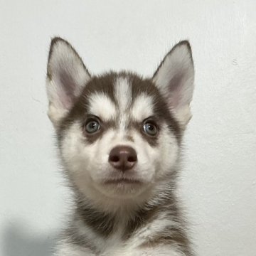 シベリアンハスキー【神奈川県・女の子・2025年8月29日・チョコレート&ホワイト】の写真「マイペース、チョコ＆ホワイト、両親遺伝子クリア」